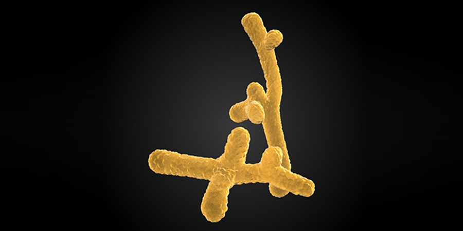 bifidobacterium